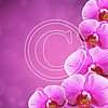 H20 Purple Orchid Dazzle Right