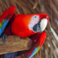 R12 Macaw