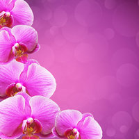 H19 Purple Orchid Dazzle Left