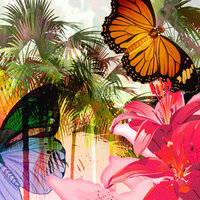 H02 Tropical Butterfly Right