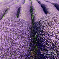 P13 Lavender Farm